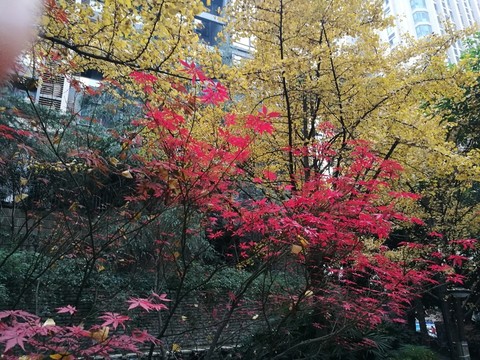 秋景