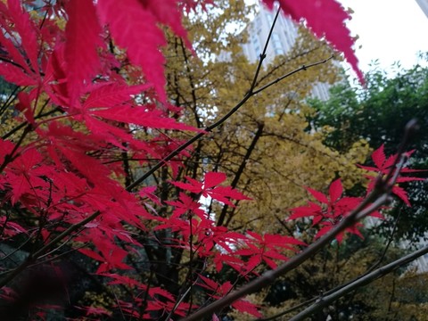 紅葉