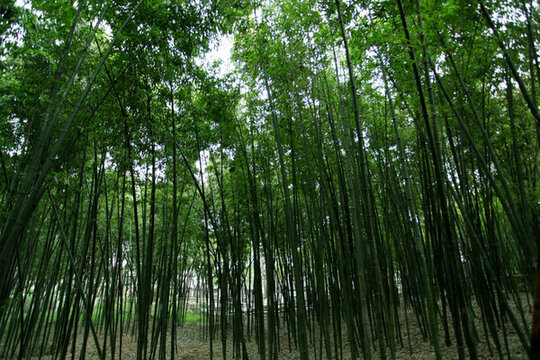 竹林