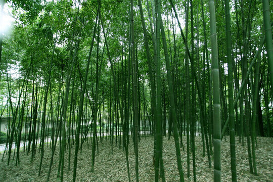 竹林 竹子