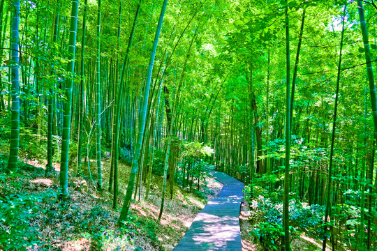 竹子 竹林 竹林小徑 翠竹