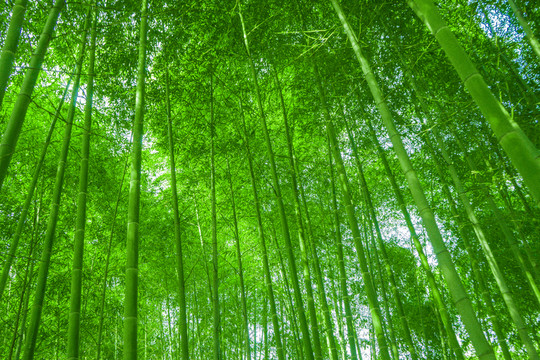 竹林 竹子 翠竹林 綠竹林