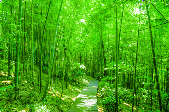 竹林 竹子 翠竹林 綠竹林
