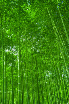 竹林 竹子 翠竹林 綠竹林