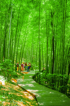 竹林小徑 高清大圖