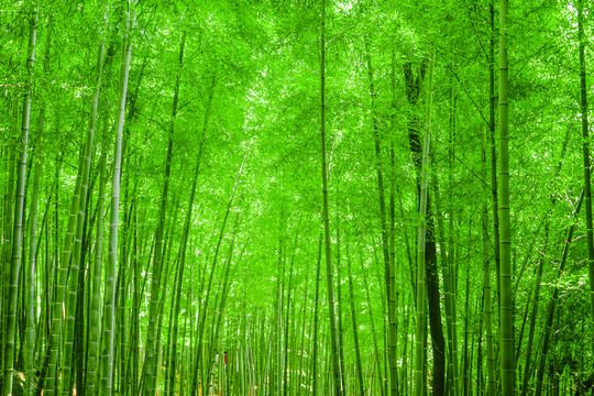 竹林 竹子 竹林風(fēng)光 高清竹林