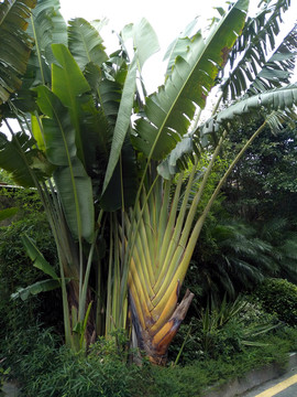 芭蕉樹