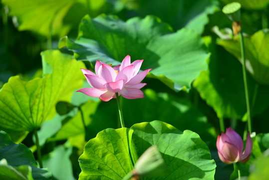 荷花