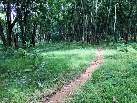 小樹林
