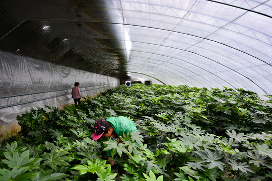 大棚種植