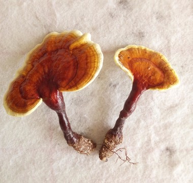 靈芝
