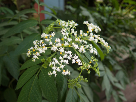 接骨草