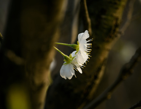 櫻桃花