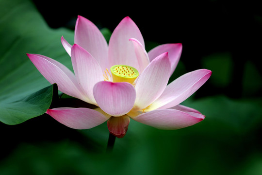 蓮花