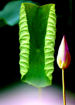 蓮花