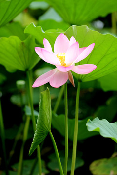 蓮花