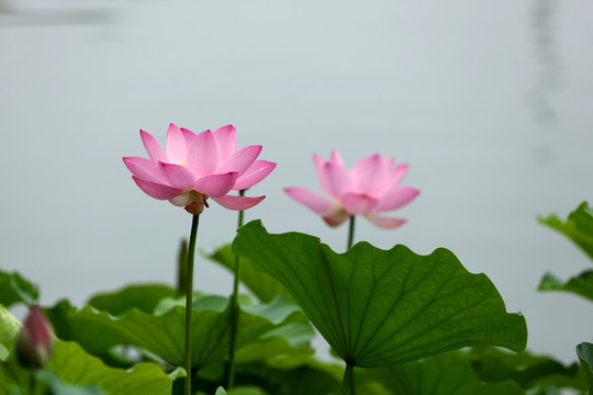 蓮花