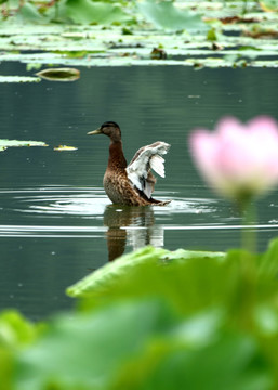 蓮花