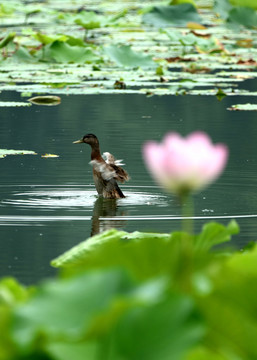 蓮花