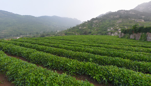 嶗山茶園
