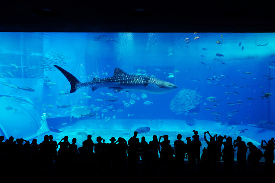 沖繩美麗海水族館
