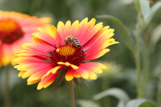花兒與蜜蜂