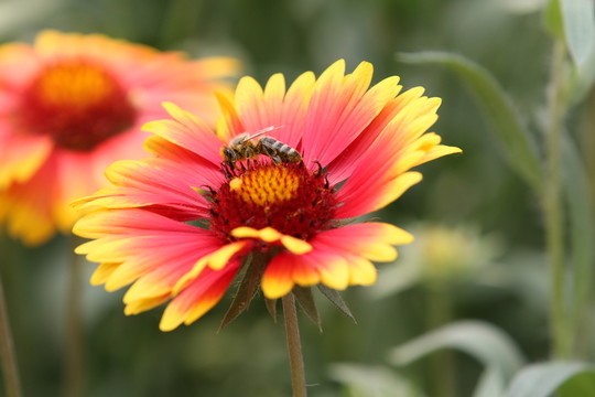 花兒與蜜蜂