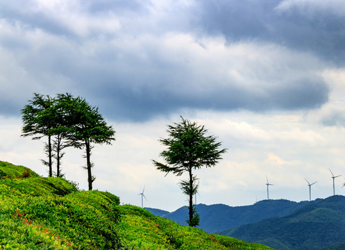 茶園茶山茶場 綠樹