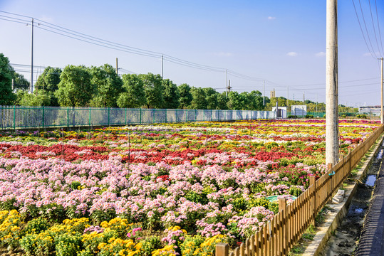 美麗的菊花菊花培植基地