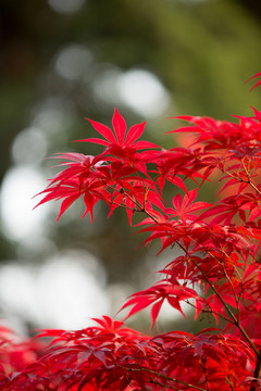 紅葉
