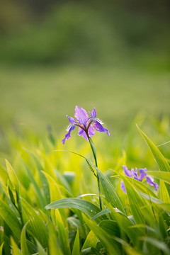 鳶尾花