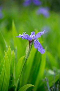 鳶尾花
