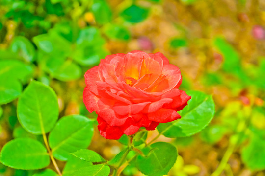 玫瑰花素材 高清大圖