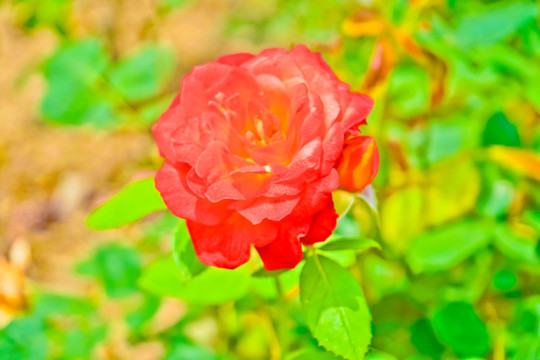 玫瑰花素材 高清大圖