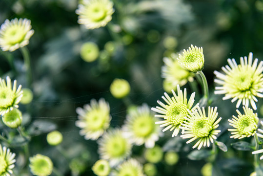 美麗的黃色菊花