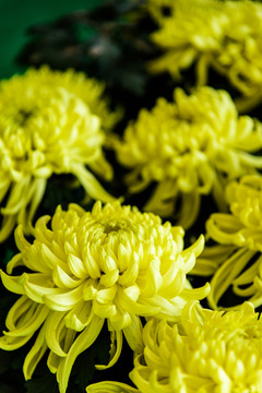美丽黄色菊花