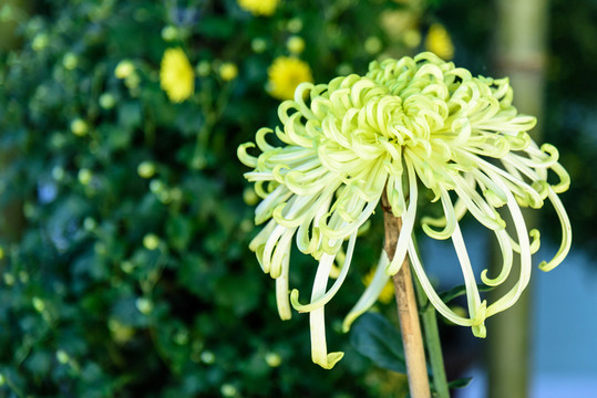 美麗菊花