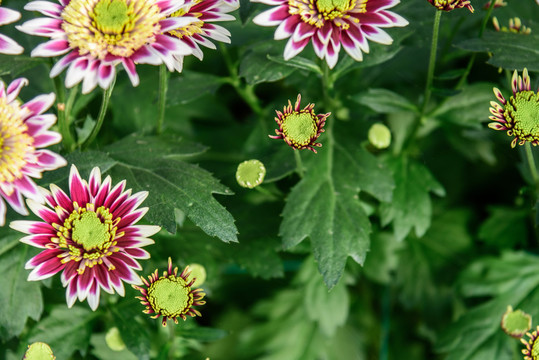 菊花