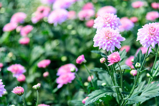 菊花