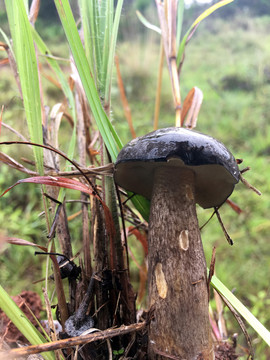 美味牛肝菌