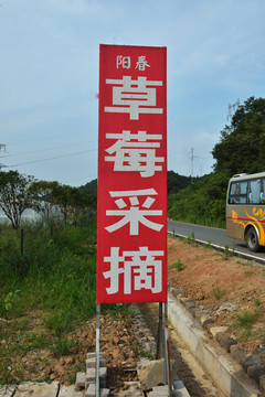 草莓 草莓采摘