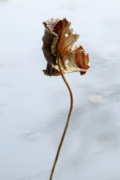 殘荷
