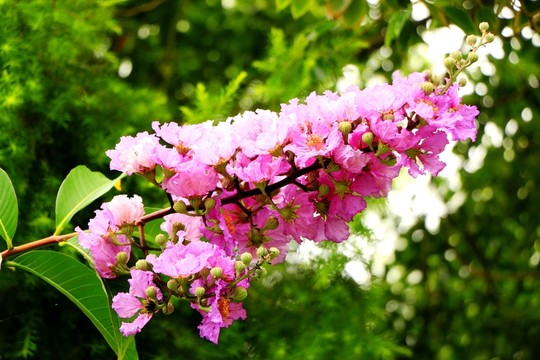 晉江綠洲公園