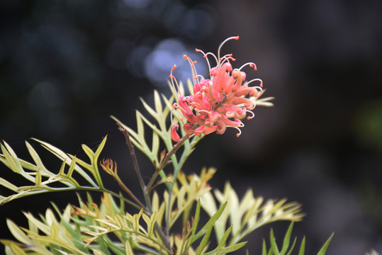 紅花銀樺