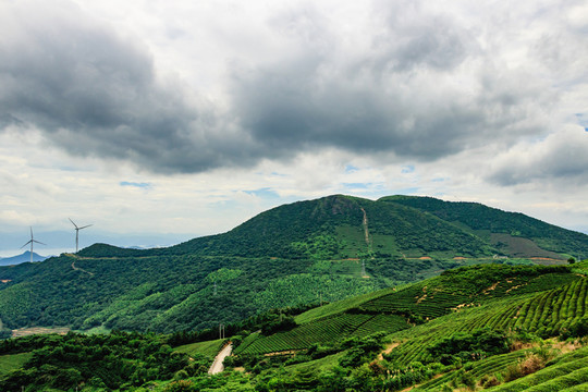 茶山風(fēng)景 茶園茶葉