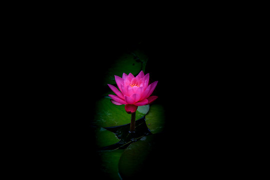 蓮花