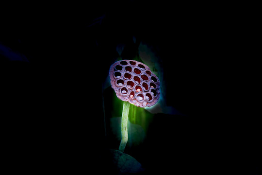 蓮花