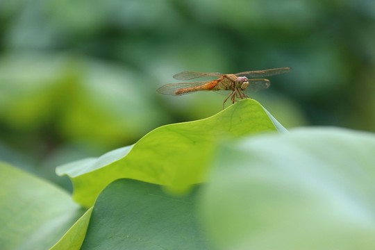 蜻蜓
