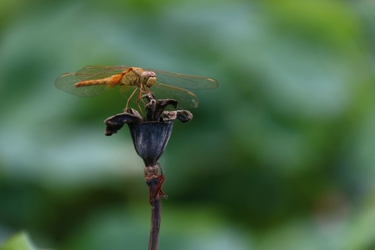 蜻蜓