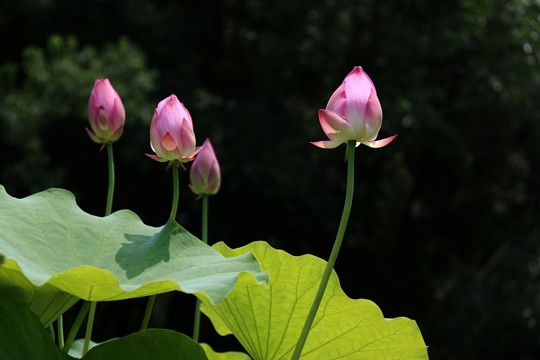 荷花荷葉